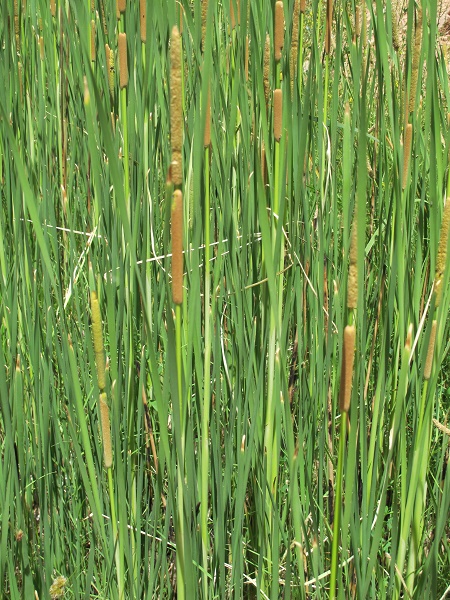 Typha domingensis